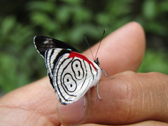 Diaethria anna