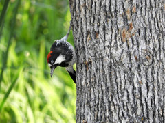 Melanerpes formicivorus