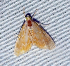Glaphyria glaphyralis