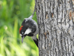 Melanerpes formicivorus