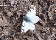 Phulia nymphula