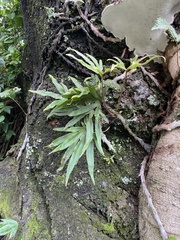 Pyrrosia polydactylos