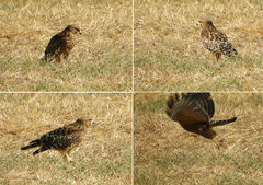 Buteo lineatus