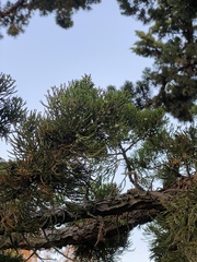 Juniperus