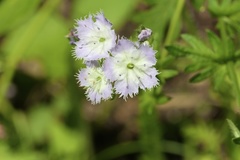 Phacelia purshii