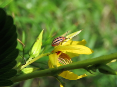 Disonycha admirabila