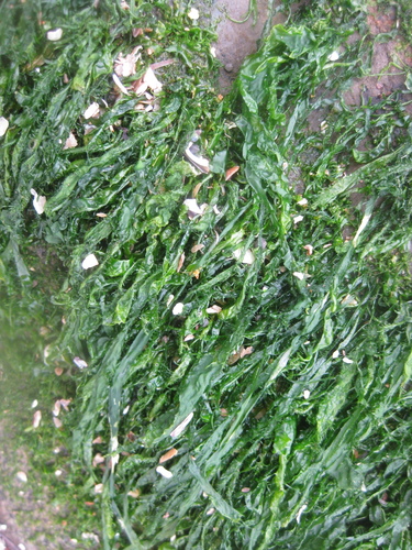 Image of Ulva compressa by (c) Javier, some rights reserved (CC BY)