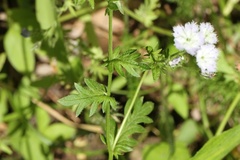 Phacelia purshii