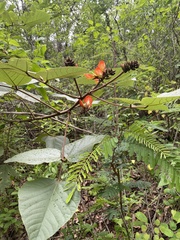 Erythrina breviflora
