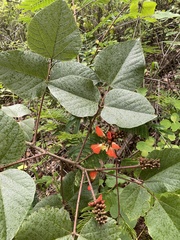 Erythrina breviflora