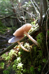 Entoloma indigoferum