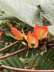 Erythrina breviflora