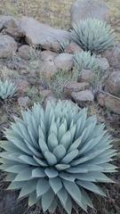 Agave parryi