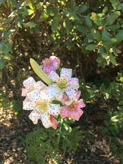 Lilium rubescens