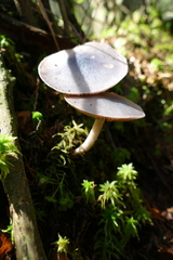 Entoloma indigoferum