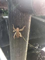 Ocellarnaca furcifera