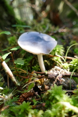 Entoloma indigoferum
