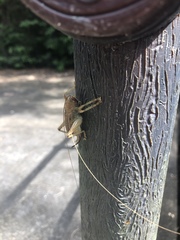 Ocellarnaca furcifera