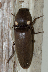 Deilelater physoderus