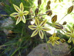 Triteleia ixioides anilina