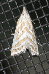 Leptosteges parthenialis