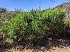 Baccharis pilularis consanguinea