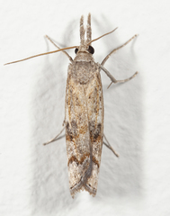 Neodactria zeellus