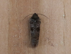 Acrolophinae
