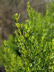 Baccharis pilularis consanguinea