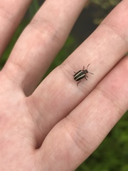 Calligrapha californica