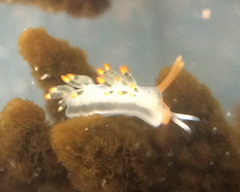 Diaphoreolis lagunae