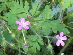 Geranium robertianum