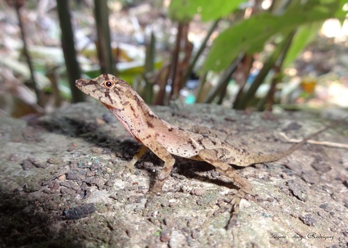 Hidalgo Anole