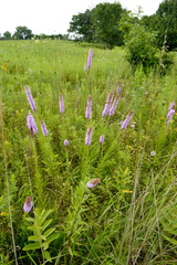 Liatris pycnostachya pycnostachya