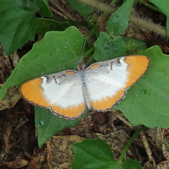 Mestra dorcas