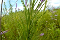 Liatris pycnostachya pycnostachya