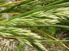 Poa chathamica