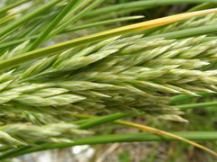 Poa chathamica
