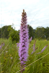 Liatris pycnostachya pycnostachya