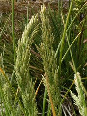 Poa chathamica