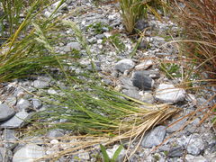 Poa chathamica