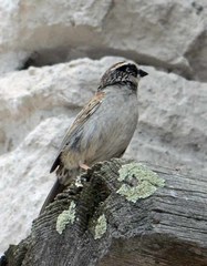 Oriturus superciliosus palliatus