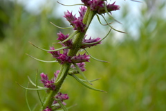 Liatris pycnostachya pycnostachya