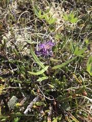 Saussurea angustifolia