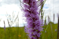 Liatris pycnostachya pycnostachya