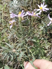 Galatella hauptii
