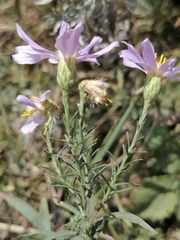 Galatella hauptii