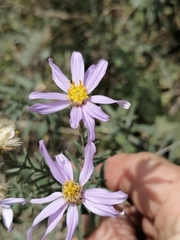 Galatella hauptii