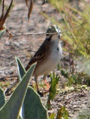 Chondestes grammacus