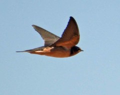 Hirundo rustica